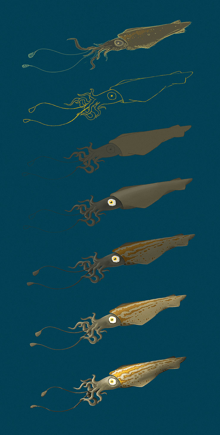 Entstehung der Calmar-Illustration Entstehung der Calmar-Illustration